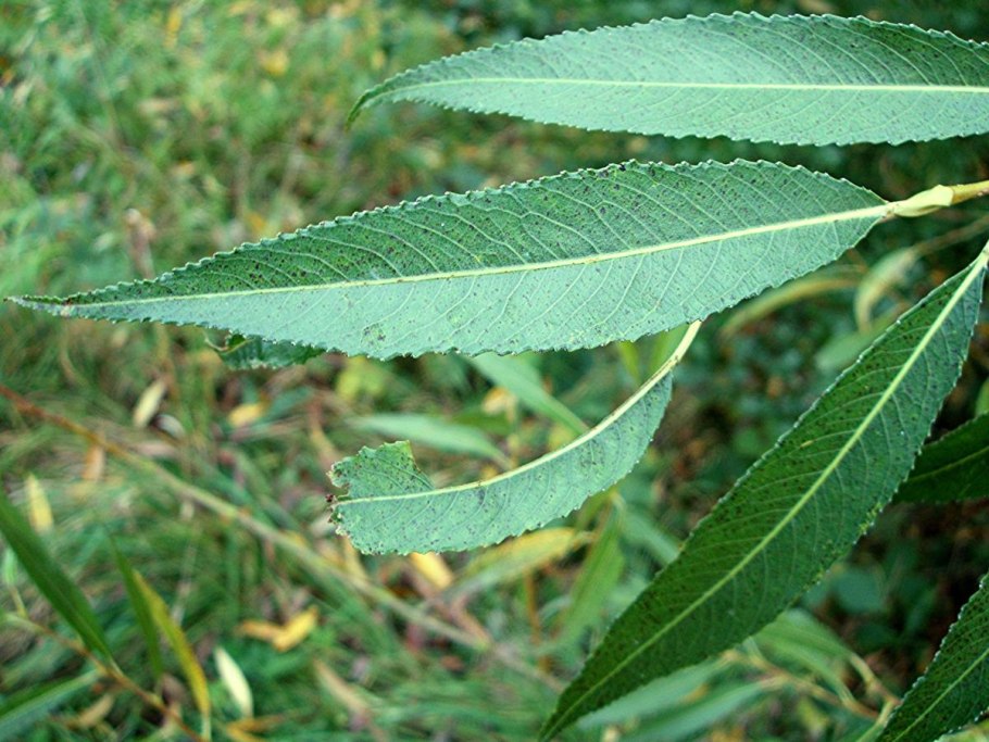 Ива ушастая (Salix Aurita