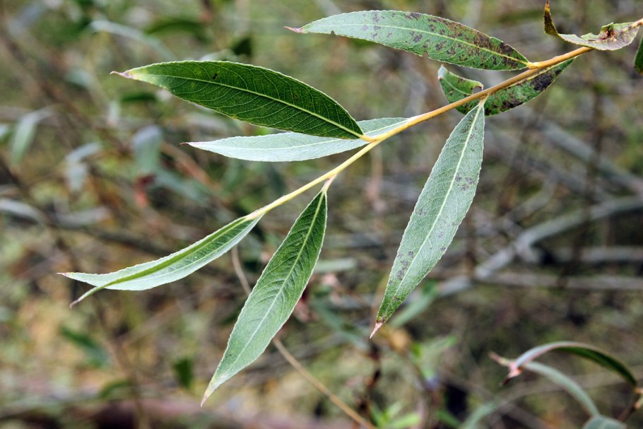 Salix pulchra