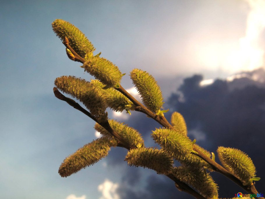 Ива ломкая листочки