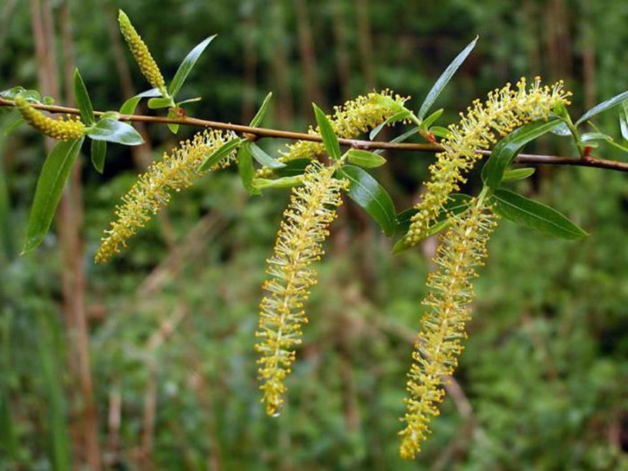 Ива остролистная Верба