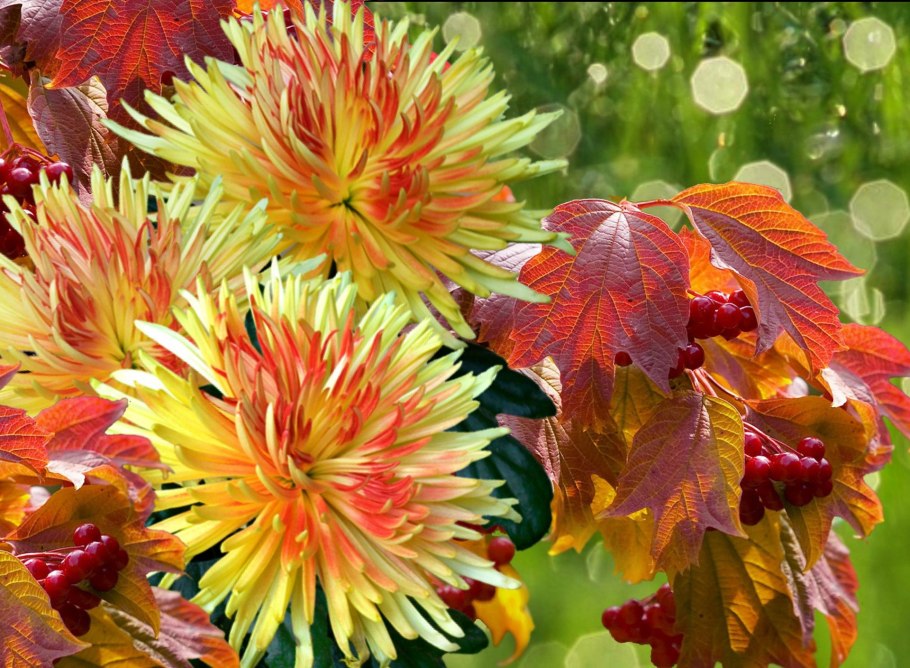 Астра Хризантелла бархатная осень