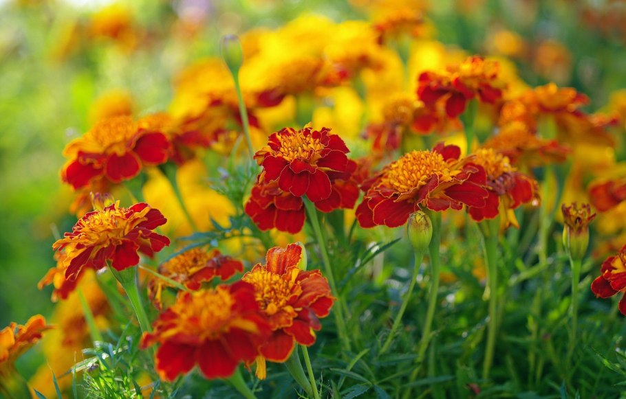 Бархатцы бурке Гольд