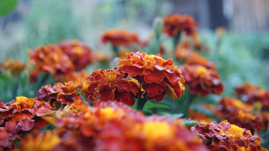 Осенние бархатцы