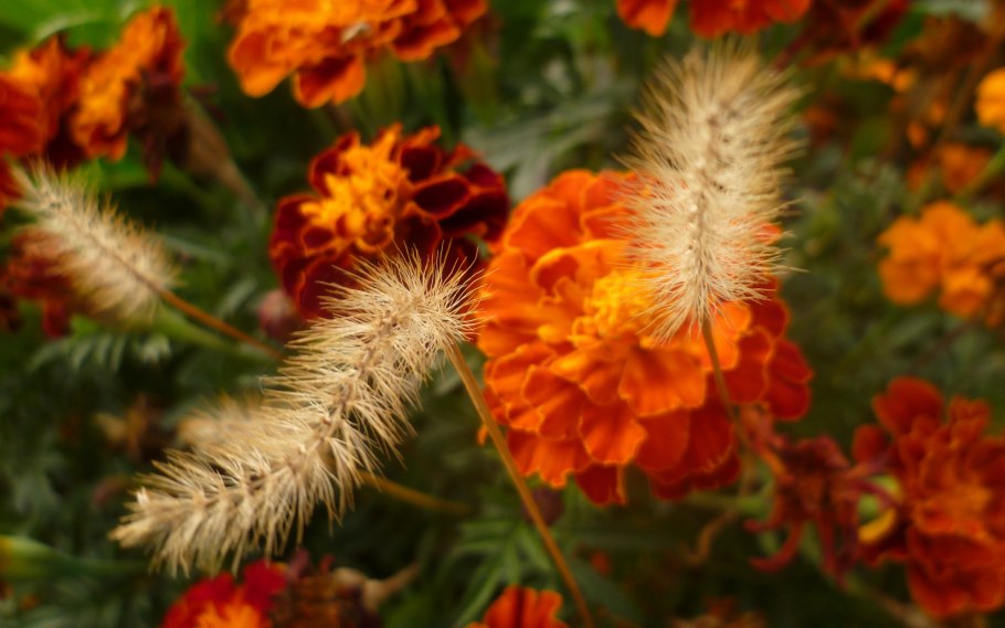 Красивые осенние растения