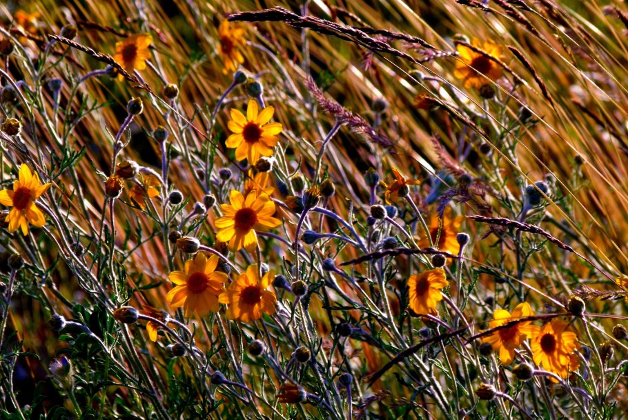 Осенние цветы в поле