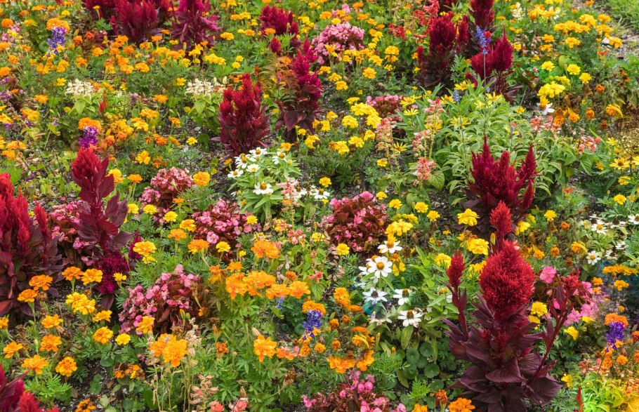 Цветы осеннего цветника