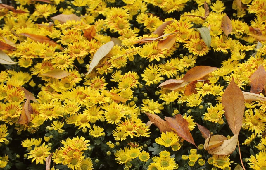 Бархатцы отклоненные Голди