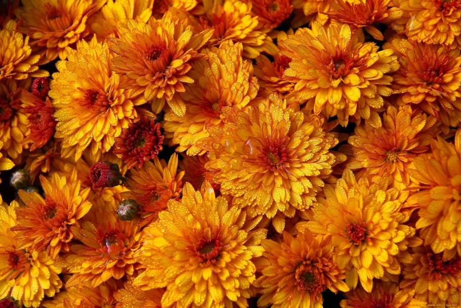 Последние осенние цветы