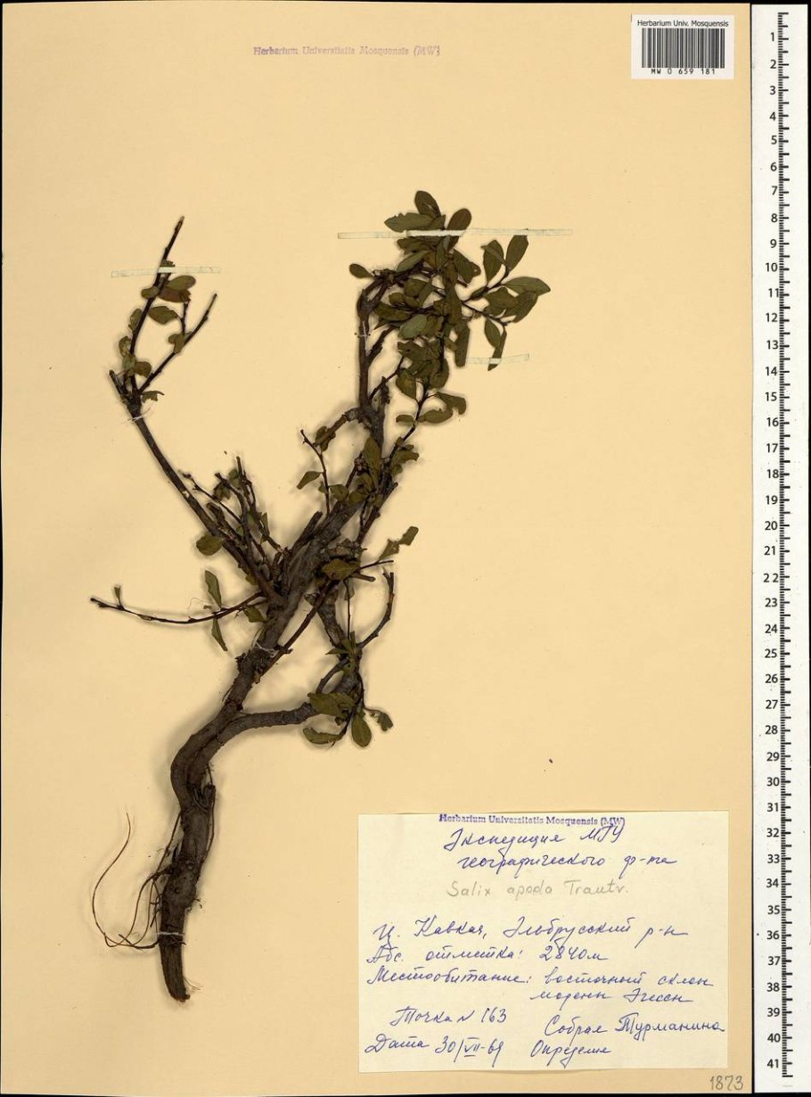 Ива Ледебура