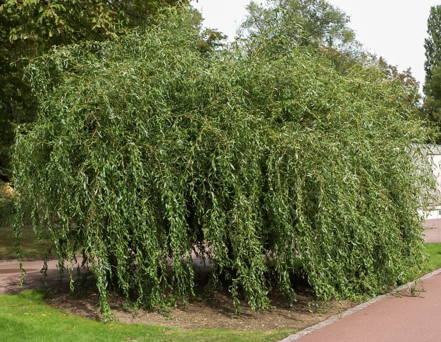 Ива Свердловская Извилистая 476