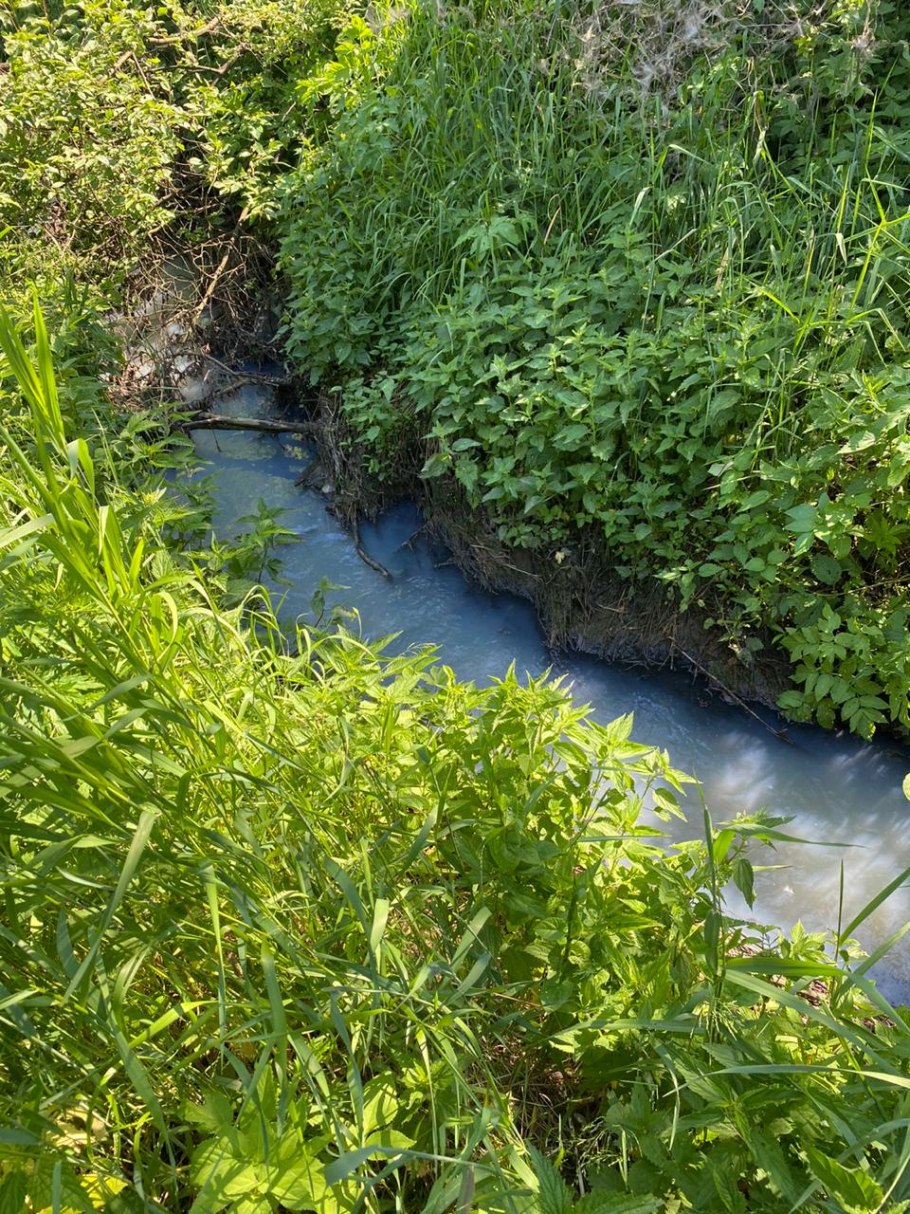 Ива ушастая почки