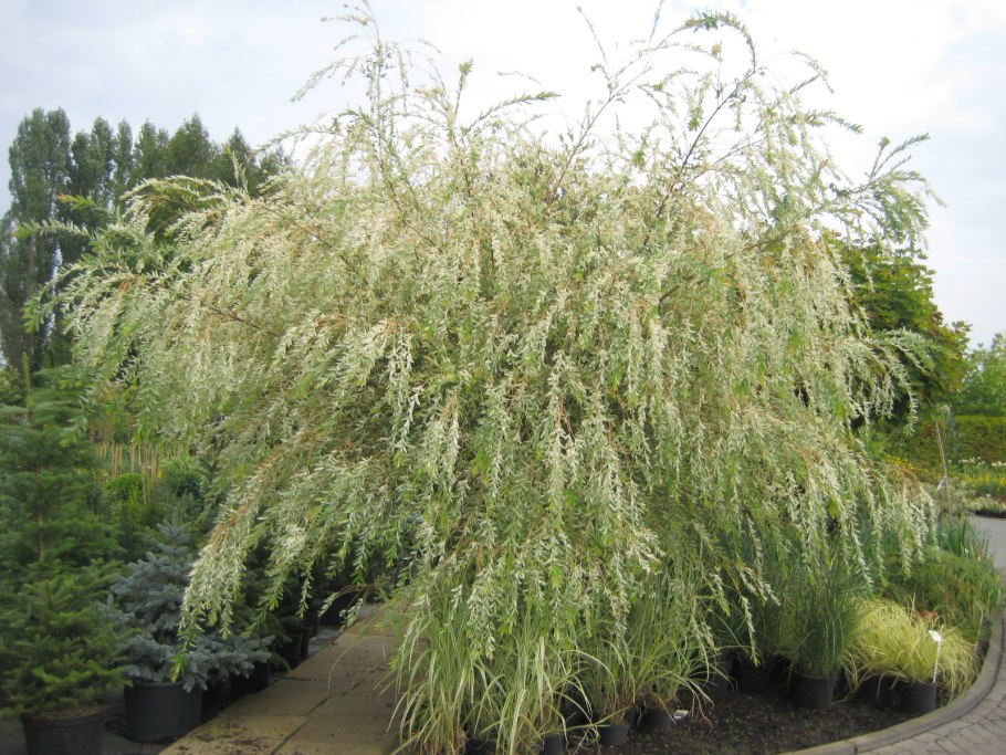 Ива плакучая памяти Миндовского