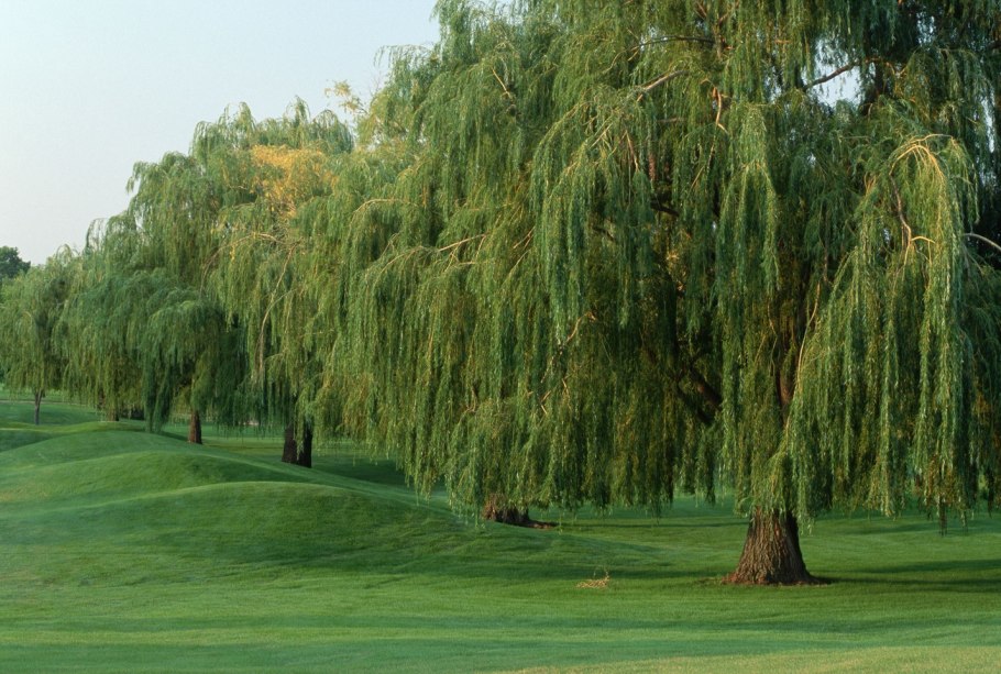 Weeping Golden Willow