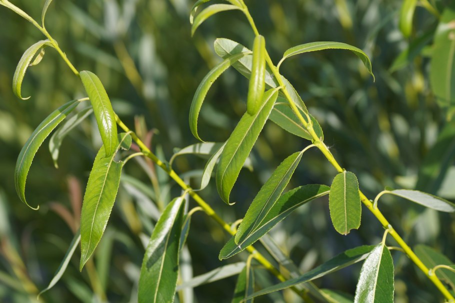 Ива белая (Salix Alba)
