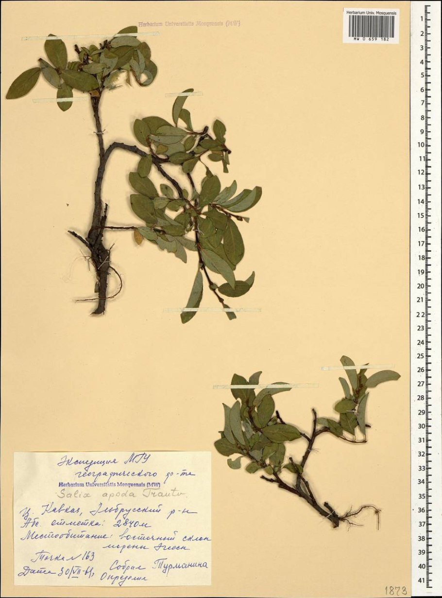 Ива белая tristis осенью