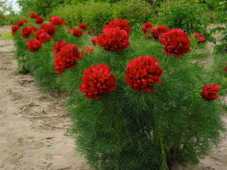Пион тонколистный Paeonia tenuifolia