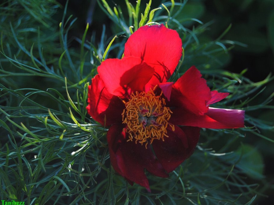 Пион тонколистный тонколистный пион