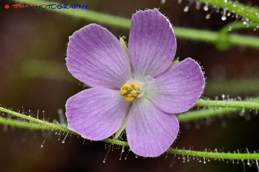 Библис гигантский в Австралии