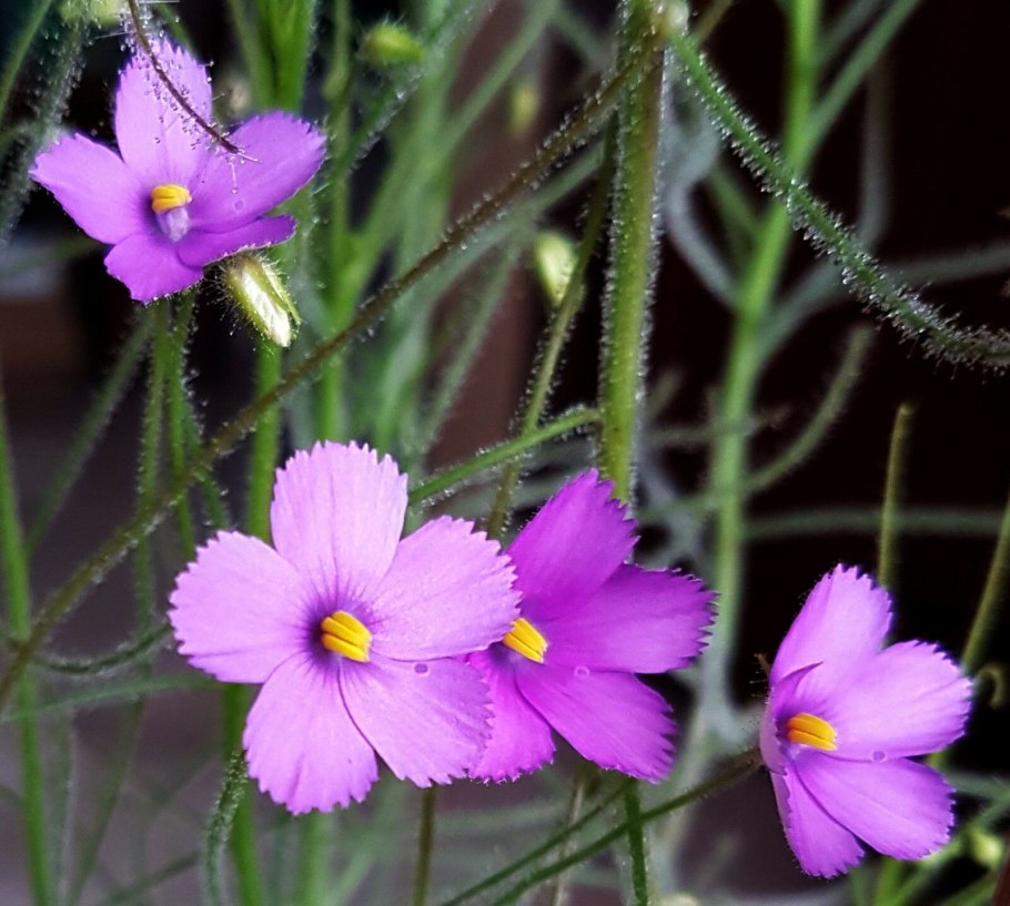 Библис гигантский в Австралии