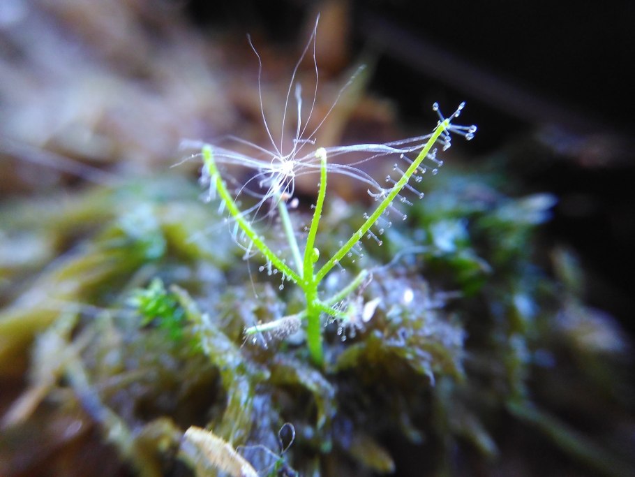 Библис liniflora