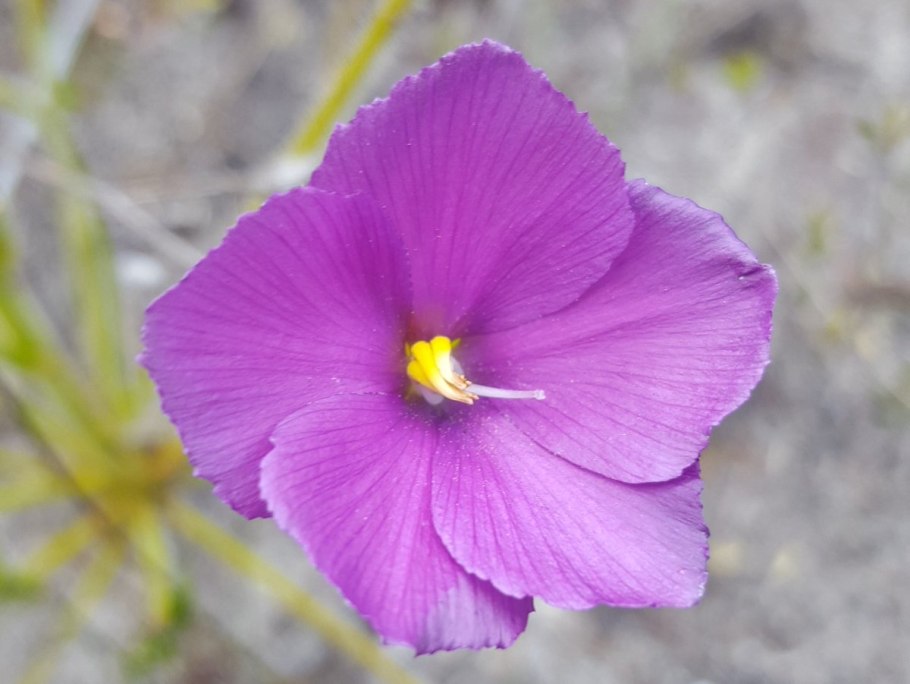 Библис гигантский в Австралии