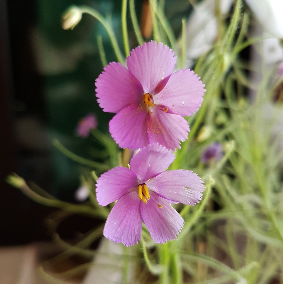 Библис гигантский в Австралии