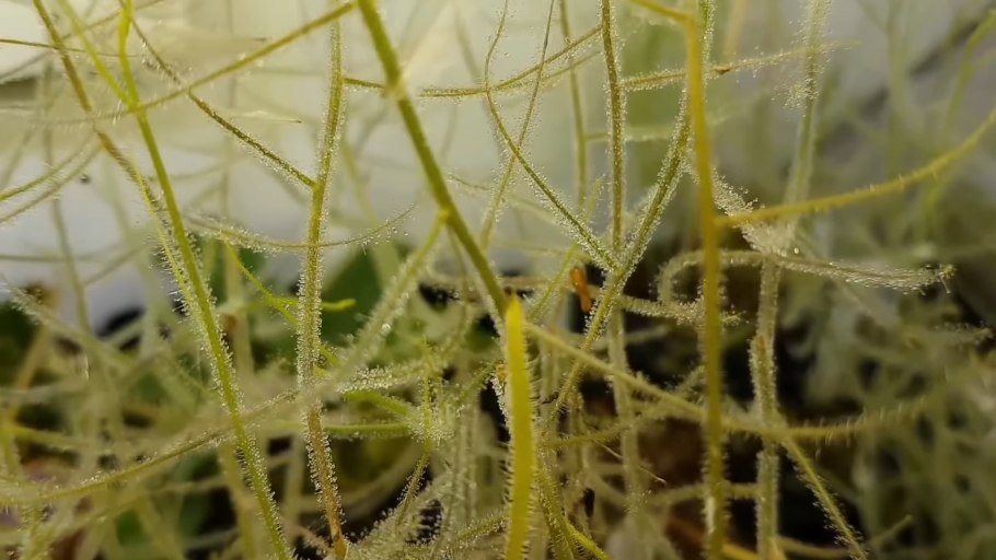 Библис Акватика