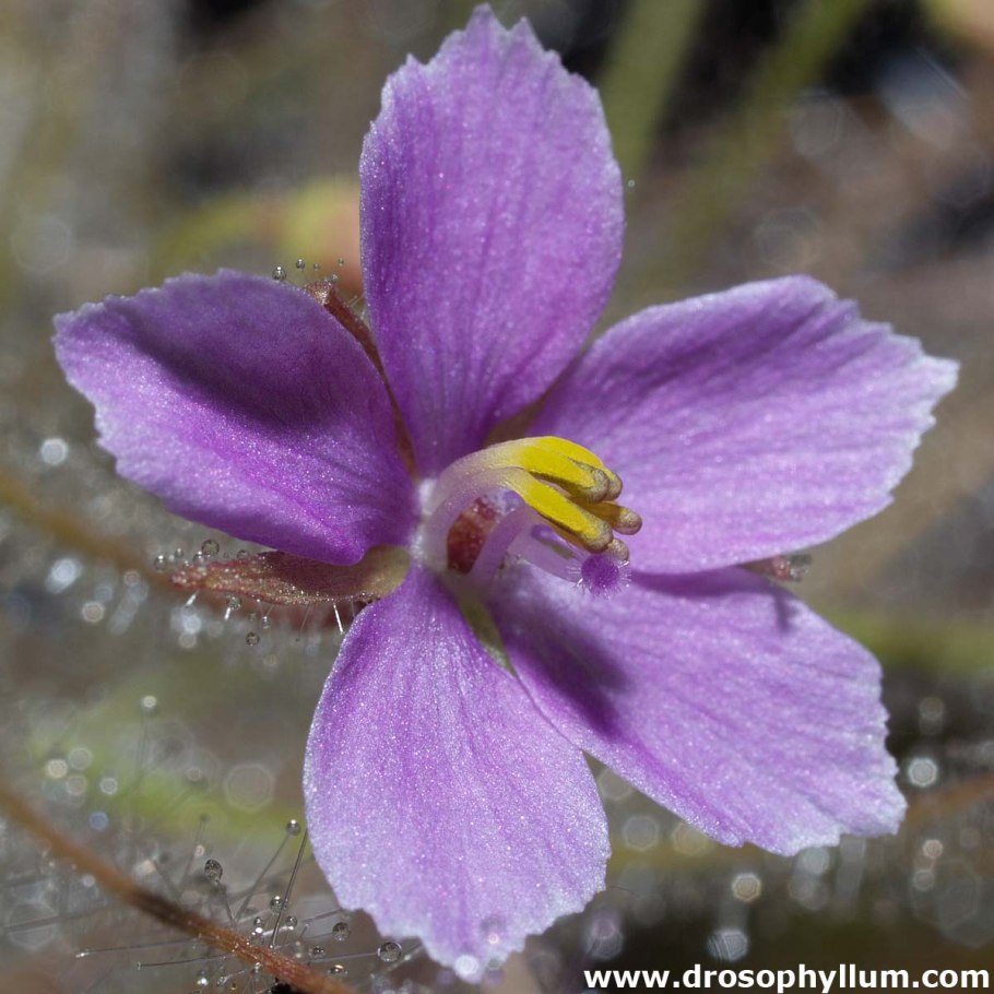 Библис гигантский