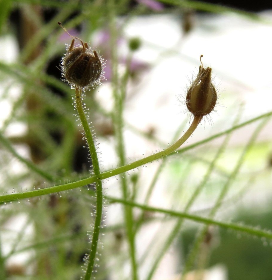 Португальская мухоловка росолист.