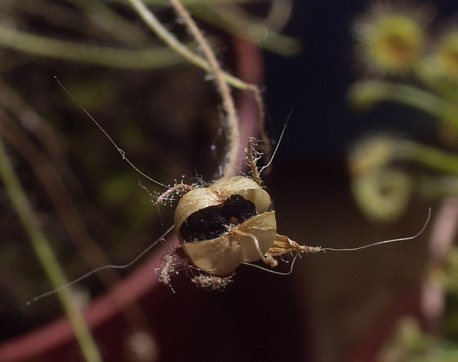 Библис гигантский