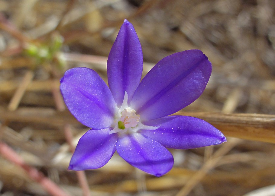 Би́блис гига́нтский