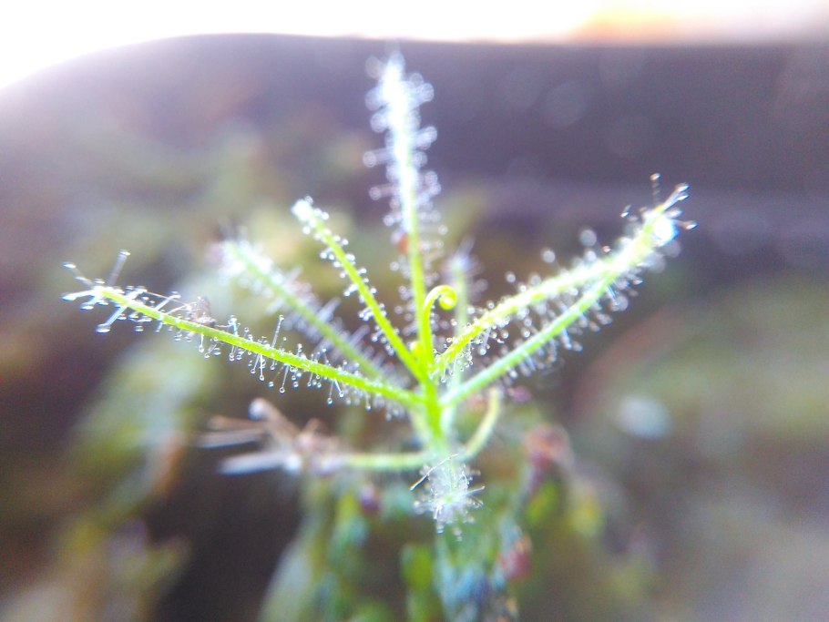 Библис хищник