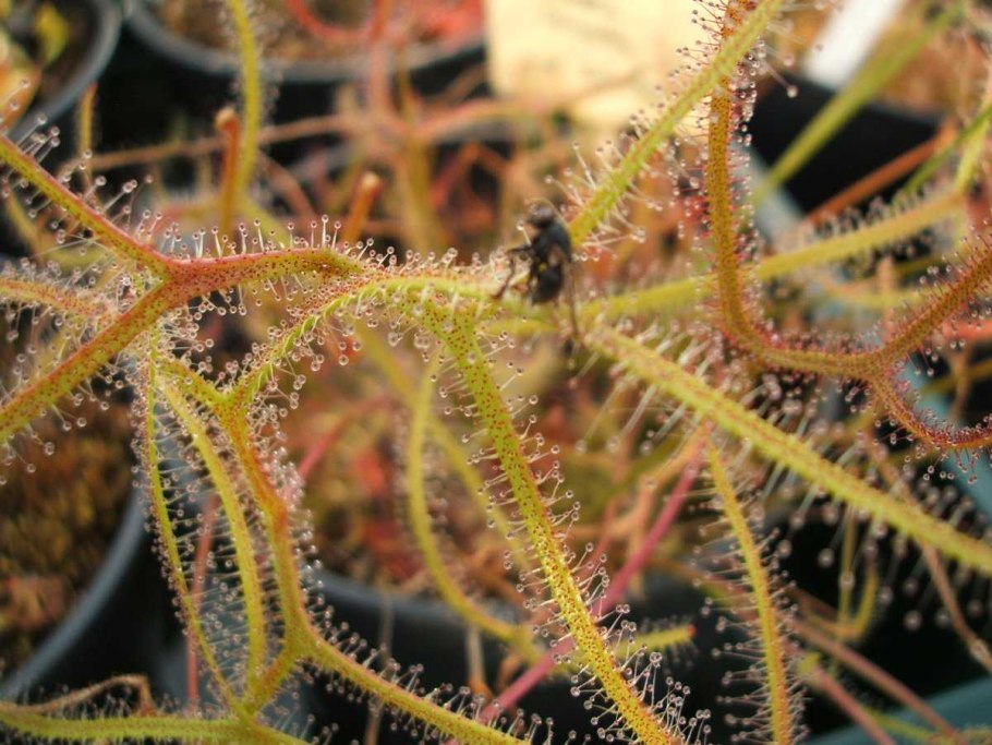 Озон для растений