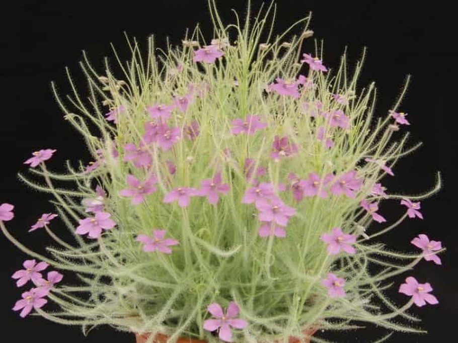 Библис льноцветковый