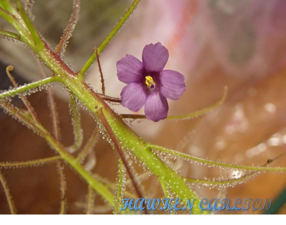 Библис растение хищник