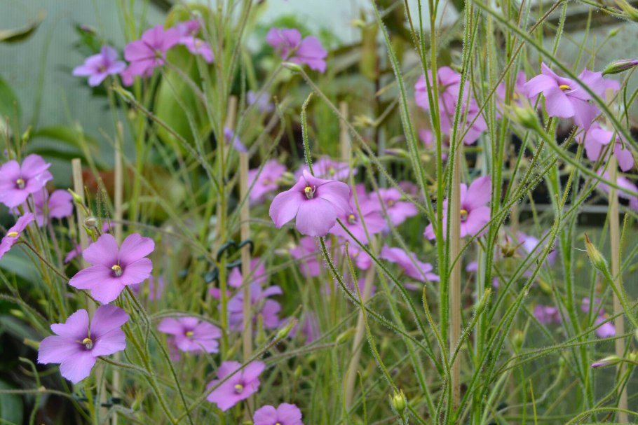 Библис гигантский