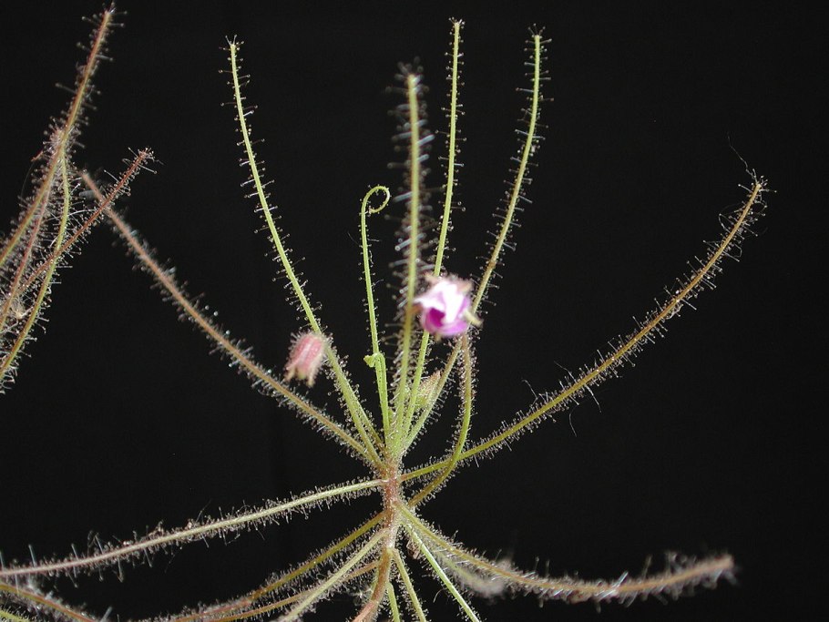 Библис льноцветковый