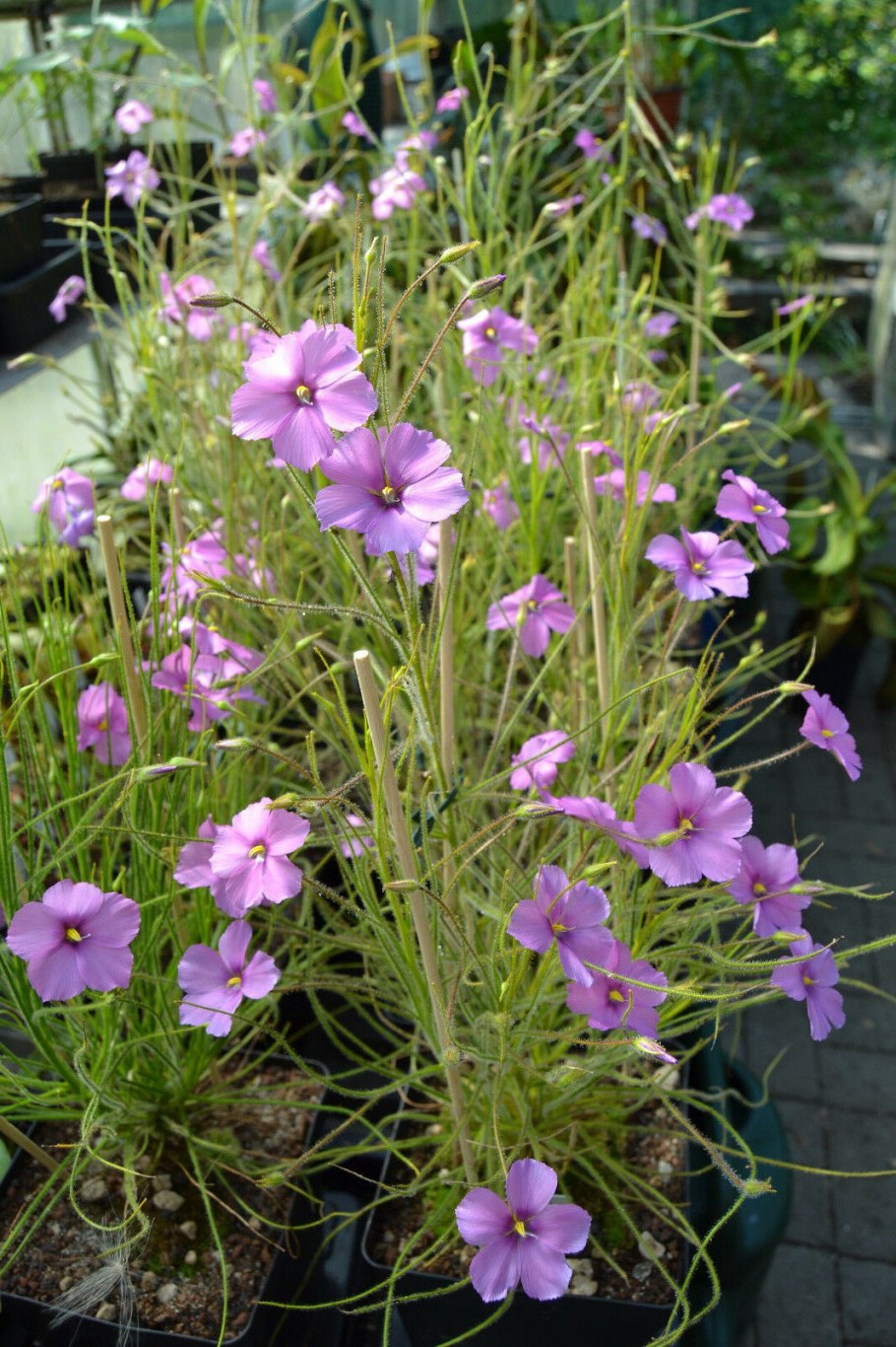 Библис гигантский в Австралии