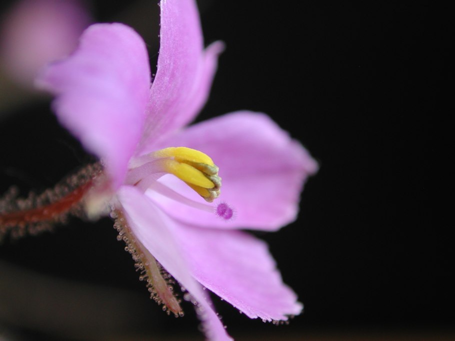 Библис растение хищник