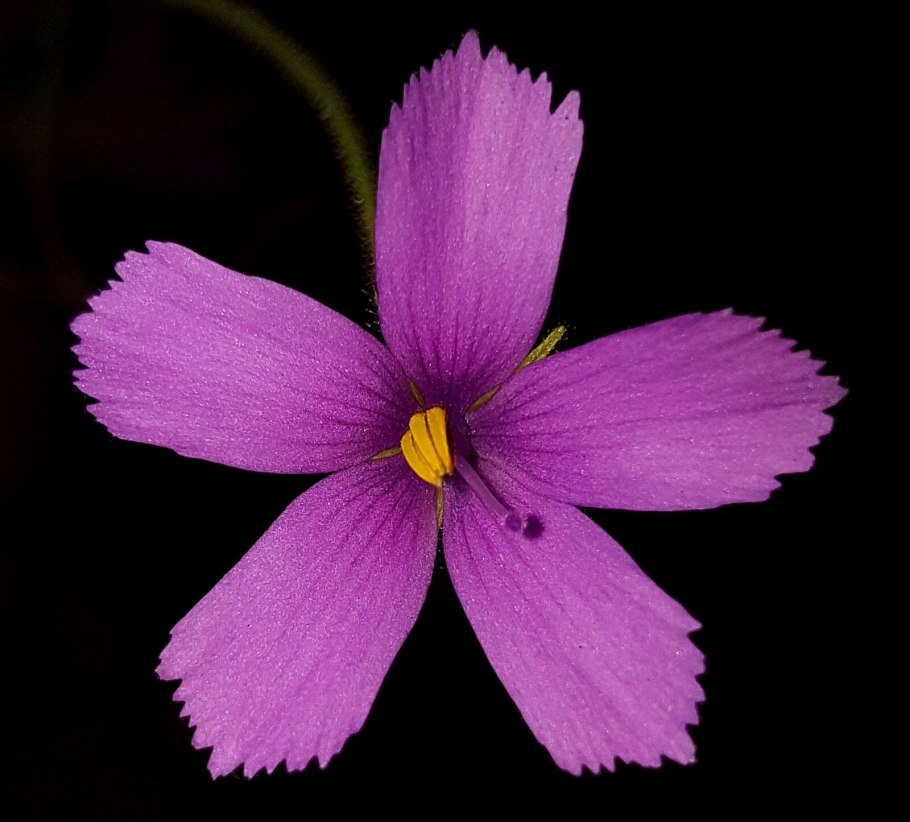 Тонкие волоски библиса