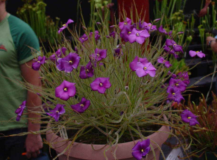 Библис гигантский в Австралии