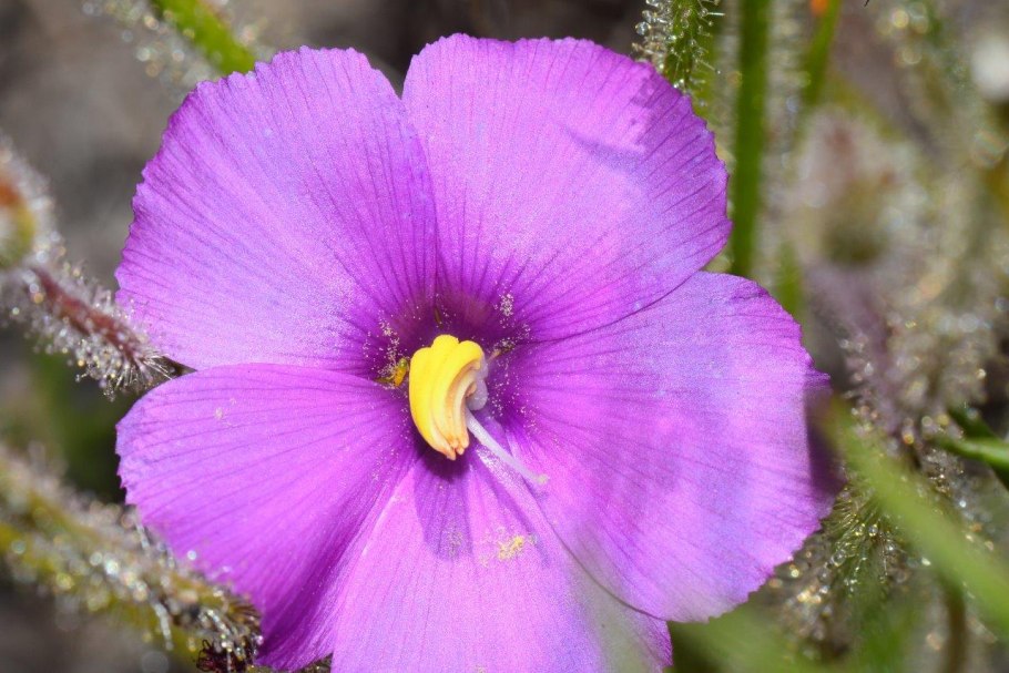 Библис гигантский в Австралии