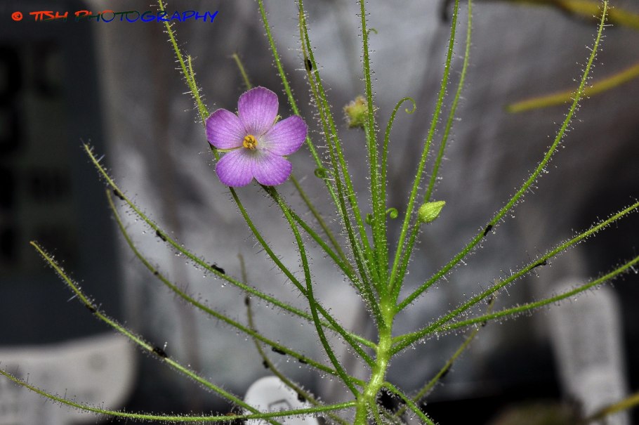 Библис растение хищник