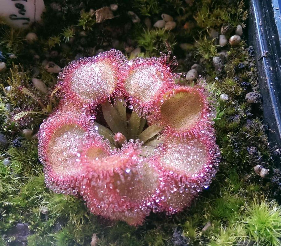 Библис гигантский