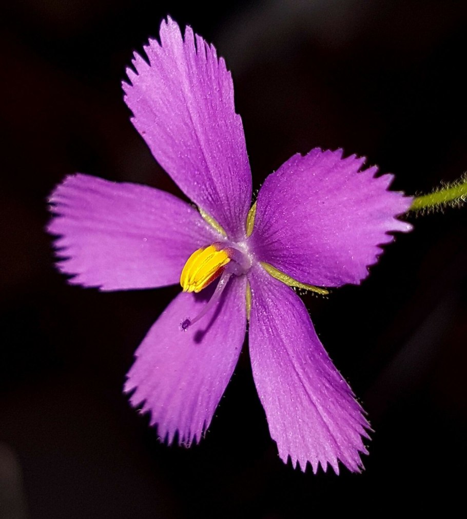 Библис льноцветковый