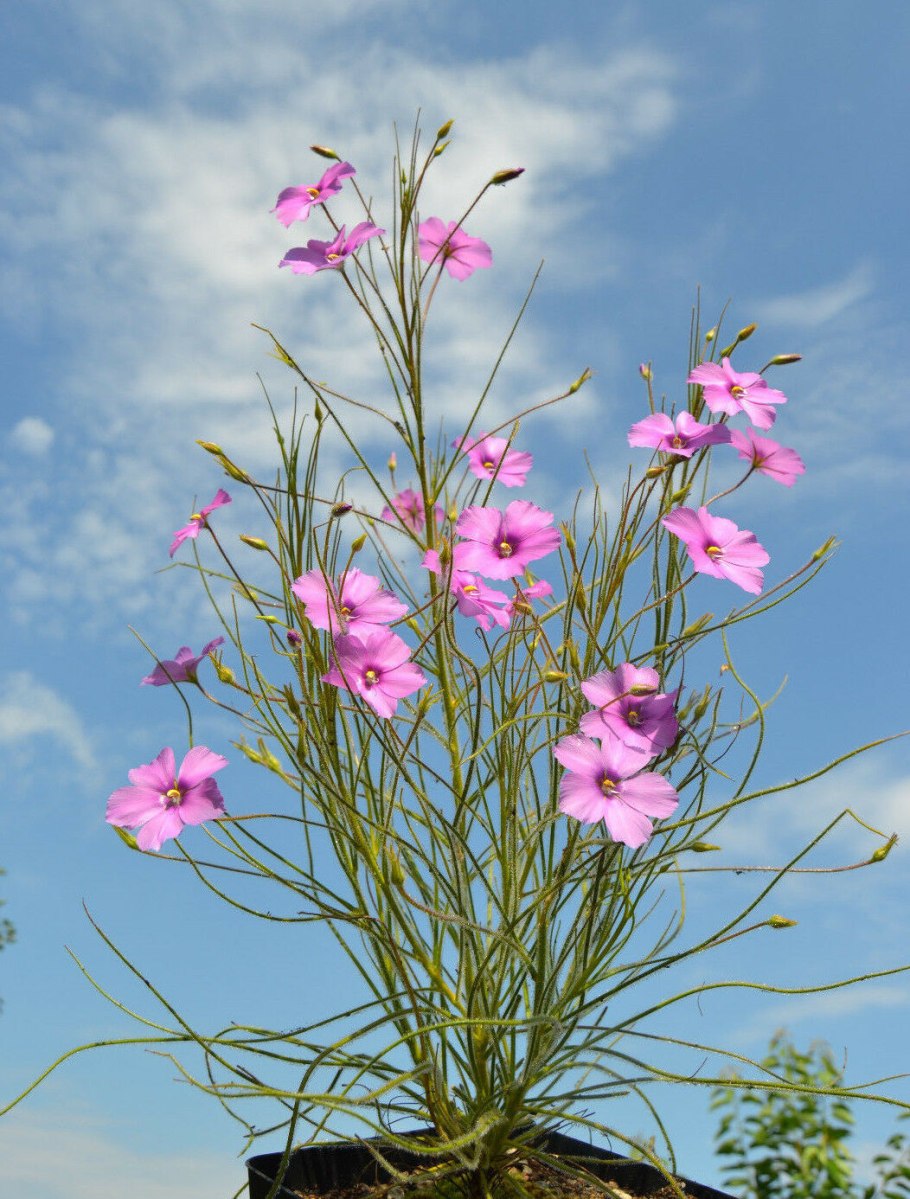 Библис гигантский
