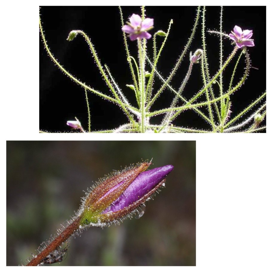 Библис льноцветковый