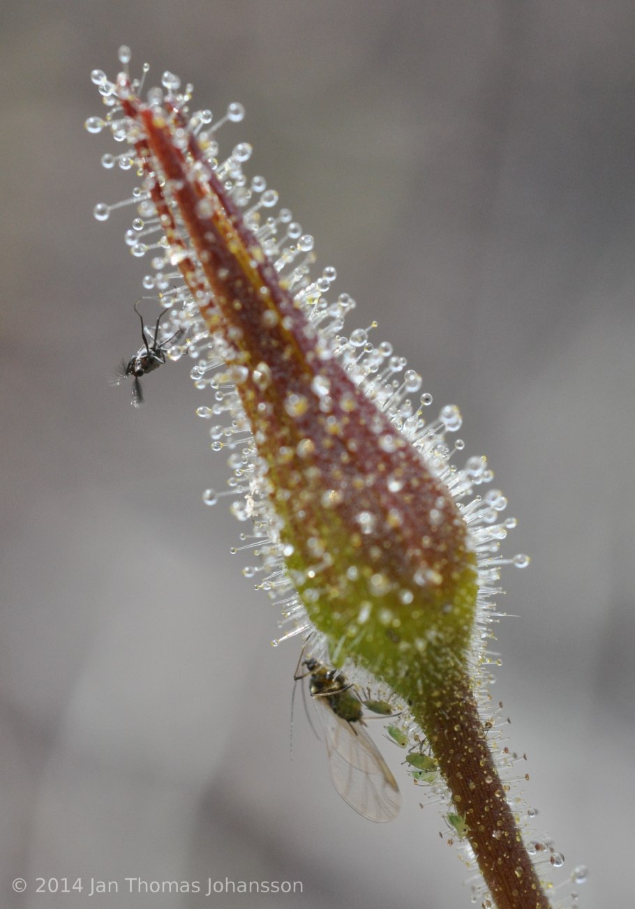Росянка Королевская