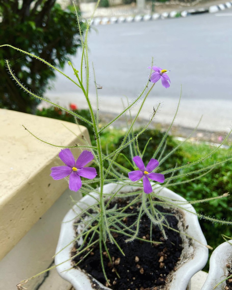 Роридула растение хищник