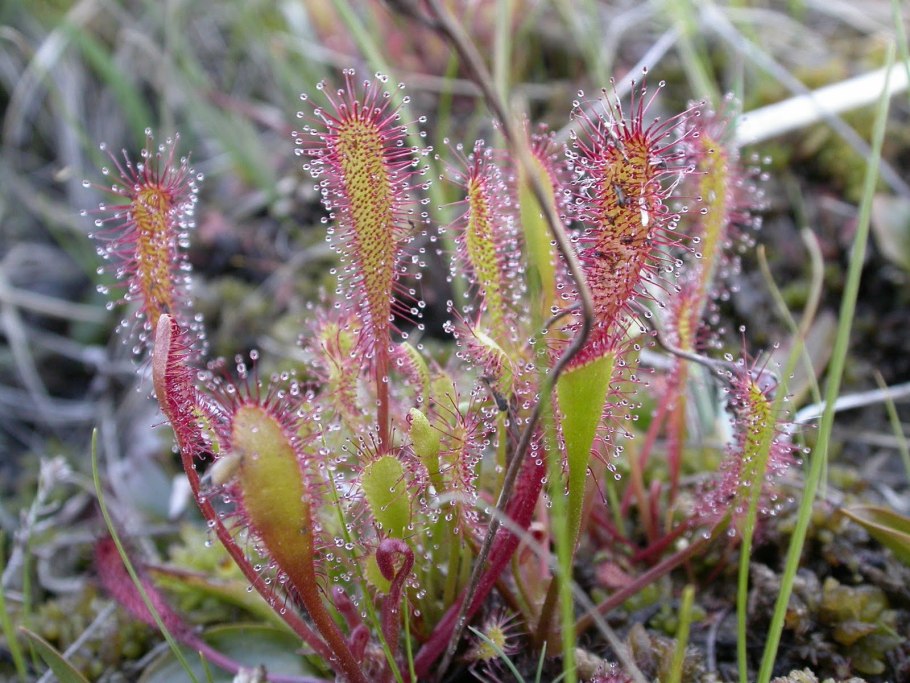 Библис гигантский